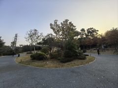 -金鸡山公园