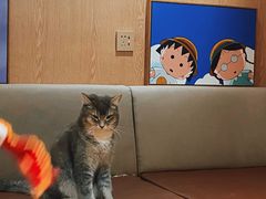 -MOCHA明星猫咖(田子坊店)