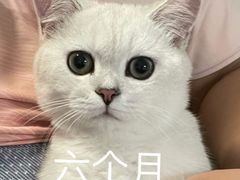 -欣宠猫屋·矮脚拿破仑·蓝金金渐层
