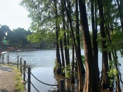 -荔湾湖公园