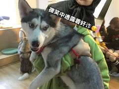 -Husky Go! 哈士奇体验馆·宠物咖啡厅狗咖