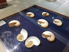 -青岛贝壳博物馆