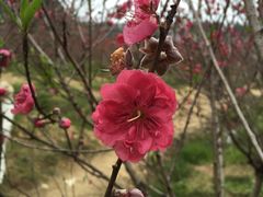 -南国桃园旅游度假区