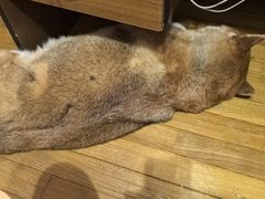 -申普宠物医院·眼科·心内科·影像科(普陀分院)