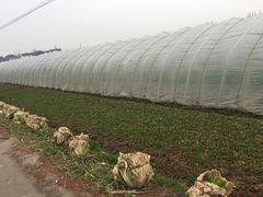 -青浦采草莓天天草莓园