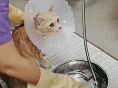 -北京观赏动物医院·24小时大型综合·猫专科·异宠专科