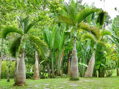 -中国科学院西双版纳热带植物园