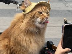 -藏猫猫咖啡主题馆(中央大道店)