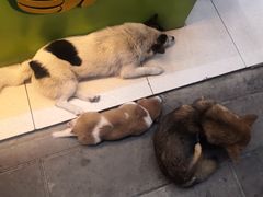-郭爸烧仙草(西航·潭人街店)