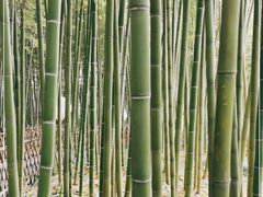 -陈家山荷花公园