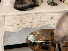-共舞时光猫咖·狗咖(新街口店)