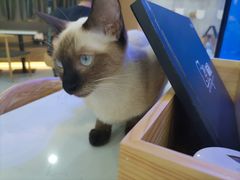 -喵园·猫主题咖啡厅·撸猫·猫咖(国贸店)