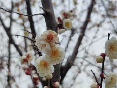 -香雪海