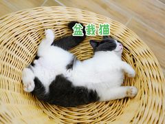 -李小姐の猫咖啡馆(五角场店)