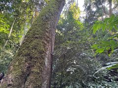 -西双版纳原始森林公园