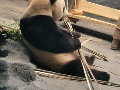 -秦皇岛野生动物园