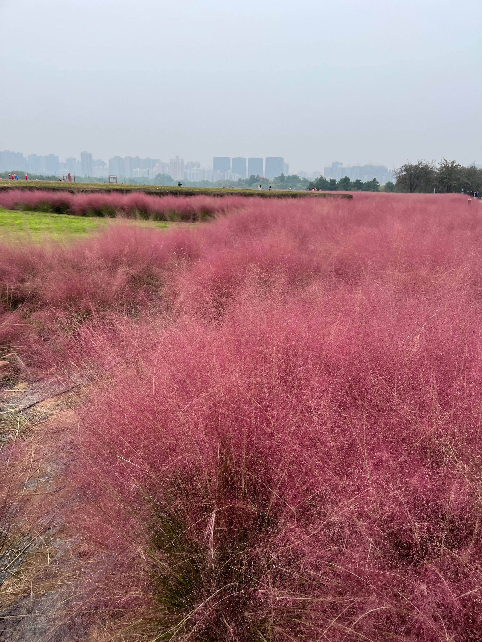 盱眙粉黛花海图片