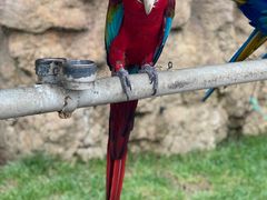 -西霞口神雕山野生动物世界