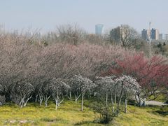 -开福禅寺