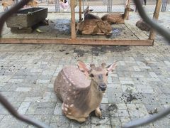 -长白岛森林公园