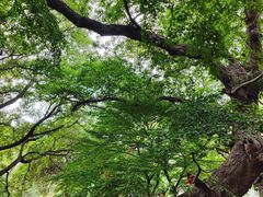 -青岛崂山太清宫