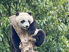 -卧龙中华大熊猫苑神树坪基地
