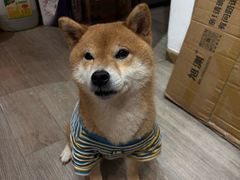 -柴迷FANS CLUB·柴犬狗咖·猫咖