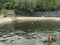 -横道河子东北虎林园