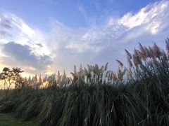 -呈贡滇池生态湿地公园