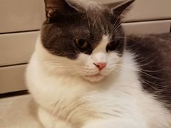 -Catmate·猫肥家润(金润铂宫店)