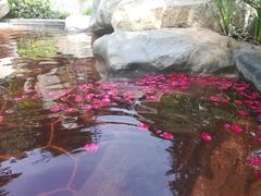 -七彩云南古滇温泉山庄
