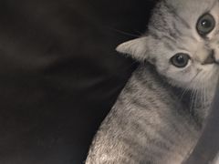 -佳怡动物医院·平价24小时·猫专科骨外科