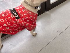 -菲丽丝宠物医院·24小时·猫科中心·免疫点(淮海分院)