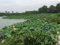 -尚贤河湿地
