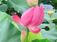 -荷塘月色湿地公园·向阳花洲