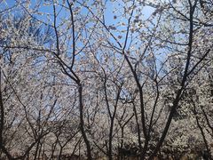 -桃花堤公园