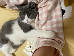 -东方名猫馆·英短金渐层布偶猫舍(环线广场1号楼店)