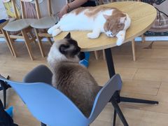-Let's go狗咖·猫咖·奶狗·桌游(春熙路IFS店)