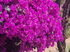 -嘉华鲜花饼·现烤(昆明老街店)