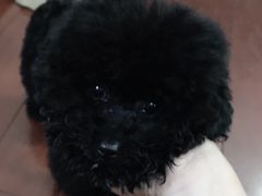 -帕帕拉兹宠物(亚洲旗舰店)