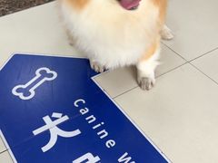 -申普宠物医院·心脏介入·心血管微创(总院)