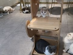 -飞行喵MR PILOT|猫舍·猫咖(静安大融城店)