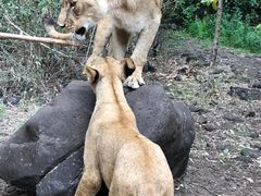 -毛里求斯小四川餐厅总店