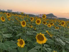 -光明小镇欢乐田园
