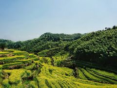 -灵山景区梯田