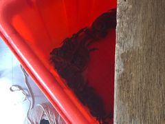 -阳澄湖大闸蟹·琼灵阁牌品牌连锁(吴中总店)