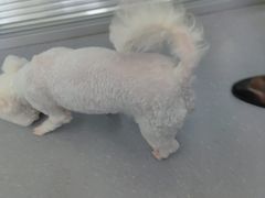 -心仪动物医院·牙专科·肿瘤·心脏科(西客站院)