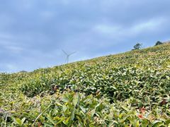 -东白山