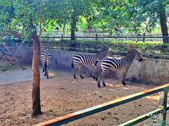 -广东茂名森林公园
