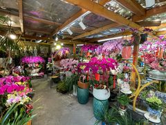 -溪岸路花鸟市场